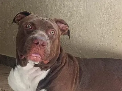 Cachorro raça SRD-ViraLata idade 2 anos nome Ragnar