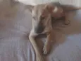 Filó