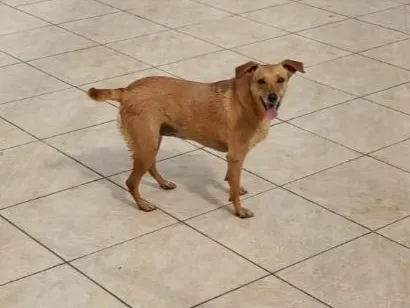 Cachorro raça SRD-ViraLata idade 2 anos nome Luara