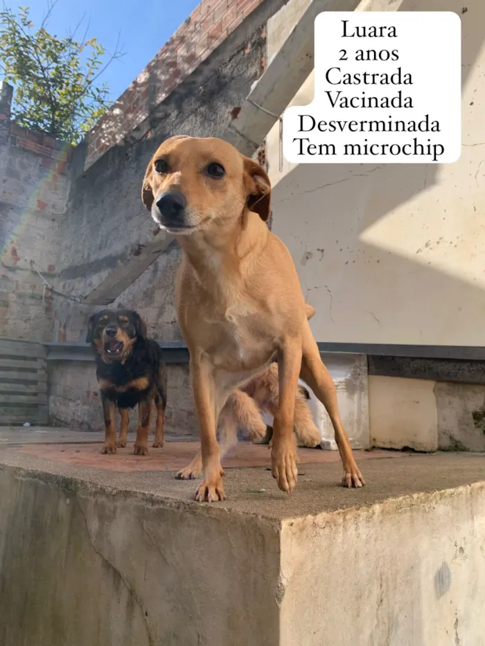Cachorro raça SRD-ViraLata idade 2 anos nome Luara