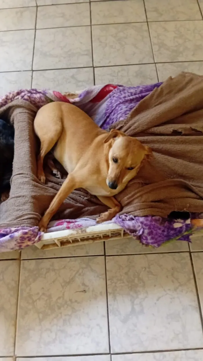 Cachorro raça SRD-ViraLata idade 2 anos nome Luara
