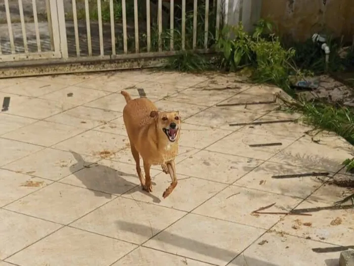 Cachorro raça SRD-ViraLata idade 2 anos nome Luara