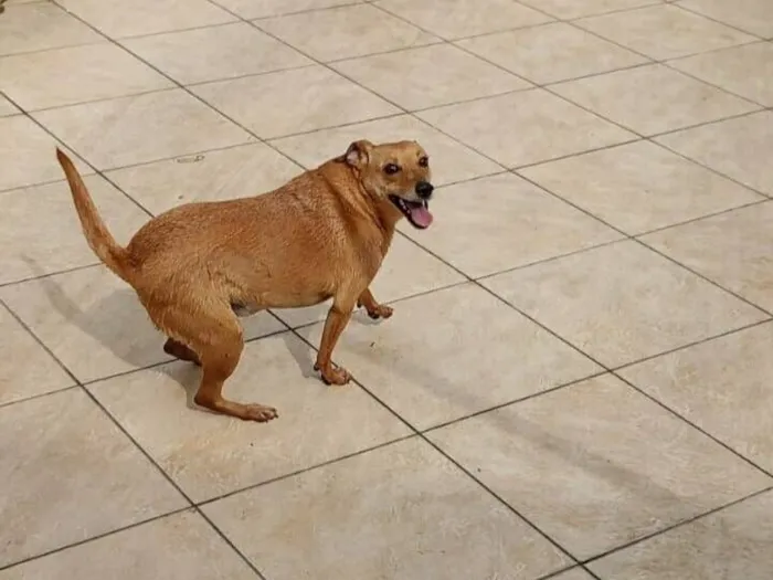 Cachorro raça SRD-ViraLata idade 2 anos nome Luara