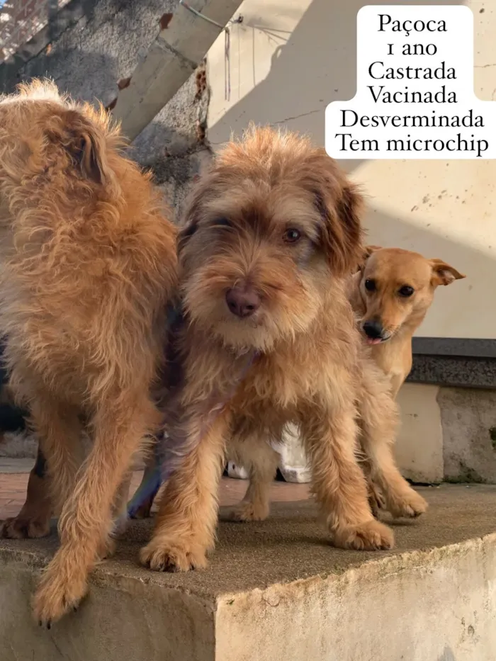 Cachorro raça SRD-ViraLata idade 1 ano nome Paçoca