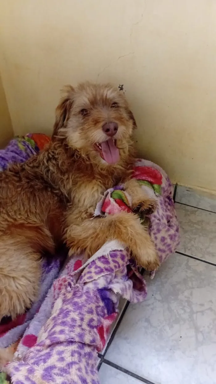 Cachorro raça SRD-ViraLata idade 1 ano nome Paçoca