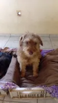 Paçoca