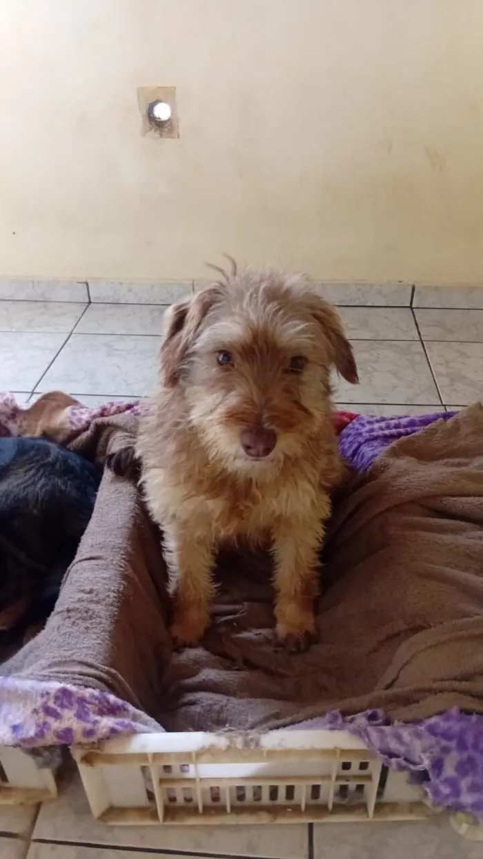 Cachorro raça SRD-ViraLata idade 1 ano nome Paçoca