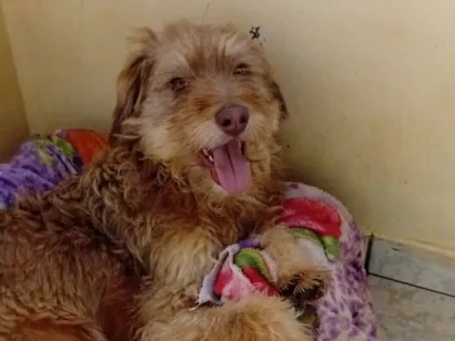 Cachorro raça SRD-ViraLata idade 1 ano nome Paçoca