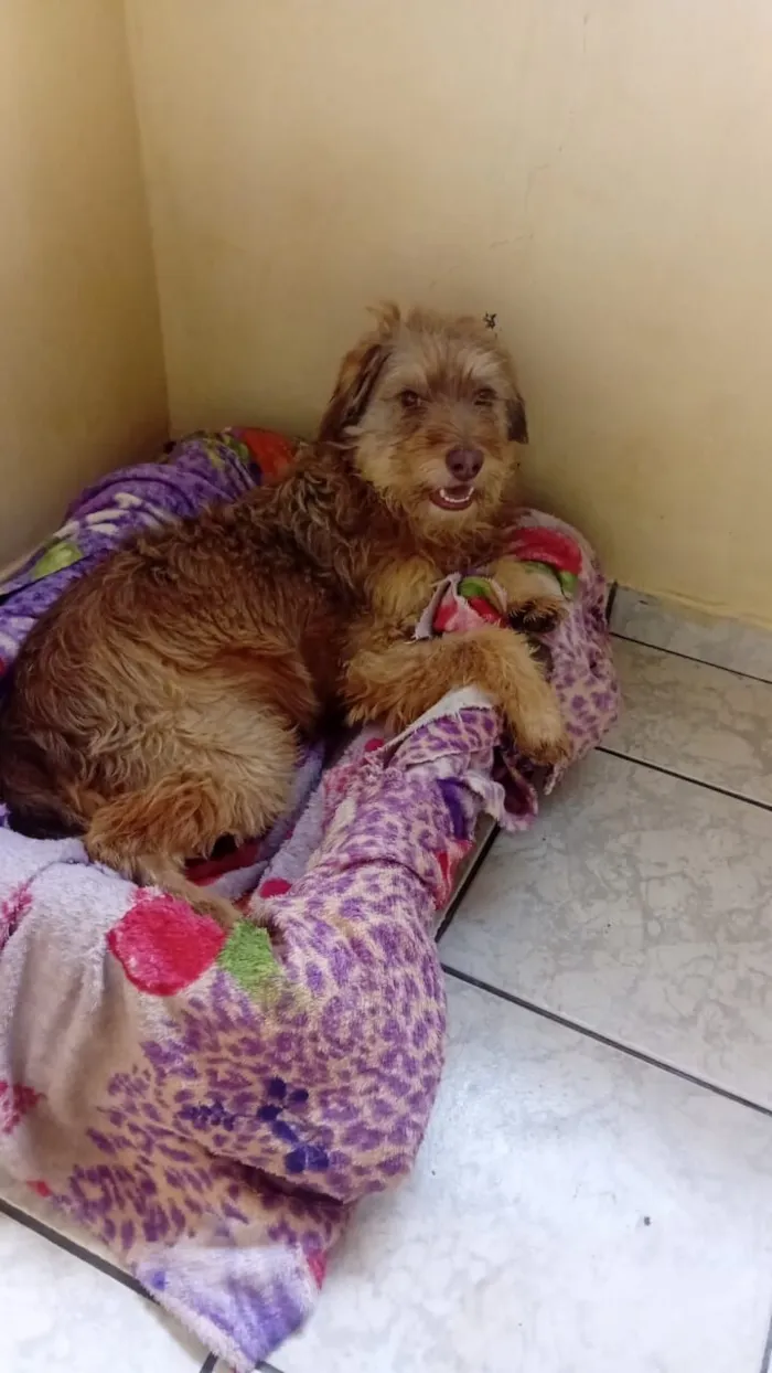Cachorro raça SRD-ViraLata idade 1 ano nome Paçoca