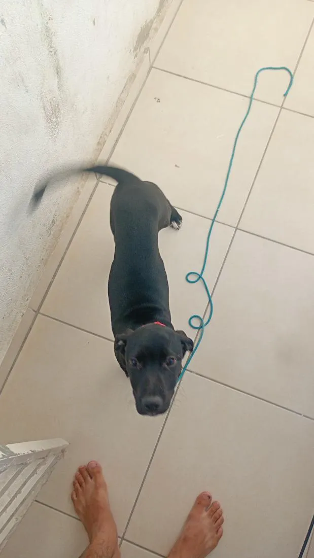 Cachorro raça Pit-Bull idade 7 a 11 meses nome Pandora