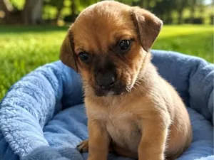 Cachorro raça SRD-ViraLata idade 2 a 6 meses nome Caramelo