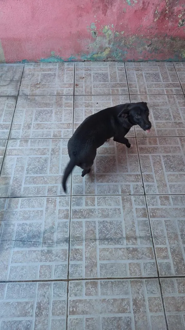 Cachorro raça SRD-ViraLata idade 7 a 11 meses nome Flor