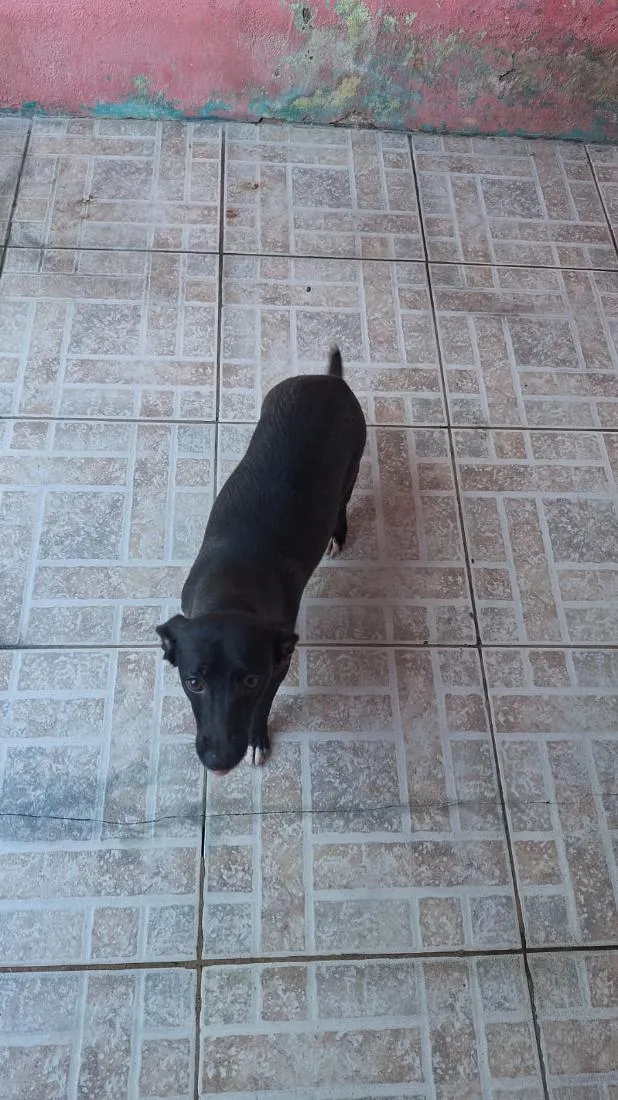 Cachorro raça SRD-ViraLata idade 7 a 11 meses nome Flor