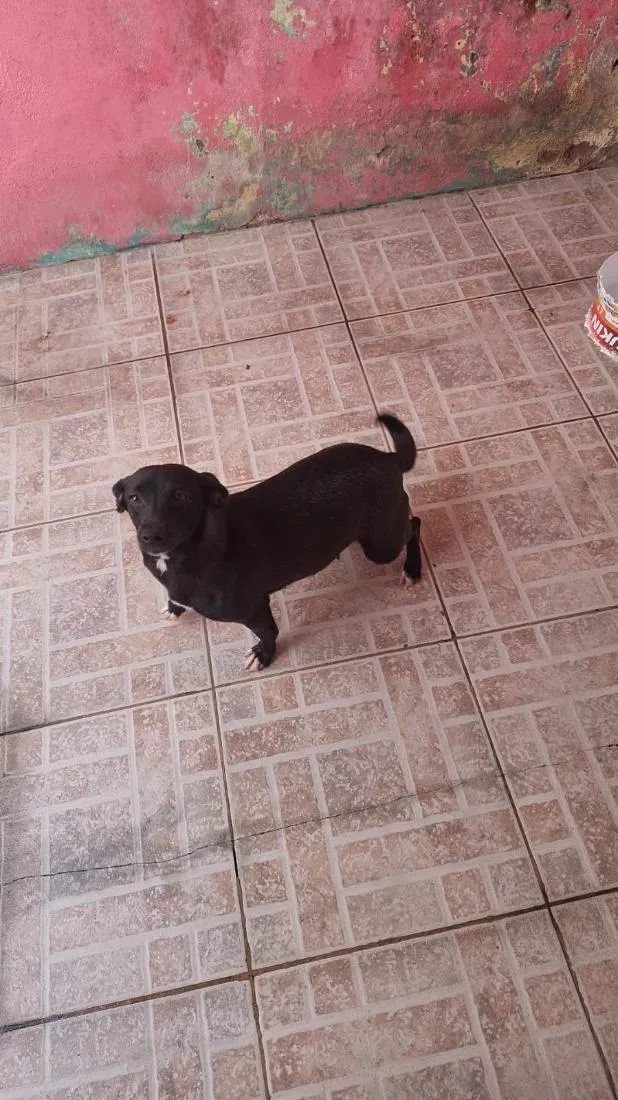 Cachorro raça SRD-ViraLata idade 7 a 11 meses nome Flor