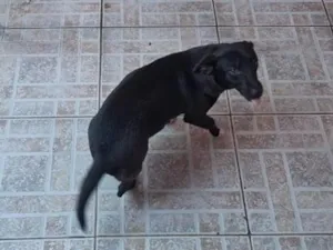 Cachorro raça SRD-ViraLata idade 7 a 11 meses nome Flor
