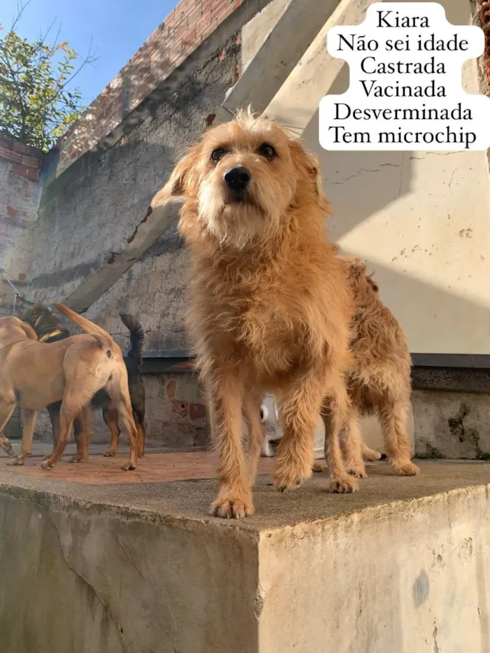 Cachorro raça SRD-ViraLata idade 3 anos nome Kiara