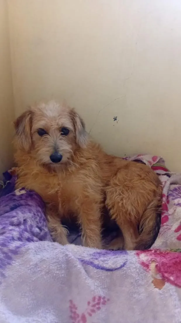 Cachorro raça SRD-ViraLata idade 3 anos nome Kiara