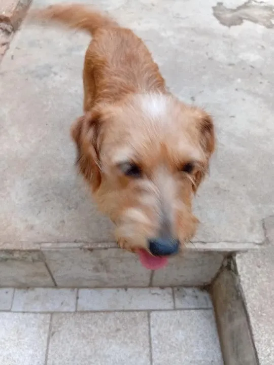 Cachorro raça SRD-ViraLata idade 3 anos nome Kiara