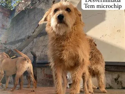 Cachorro raça SRD-ViraLata idade 3 anos nome Kiara