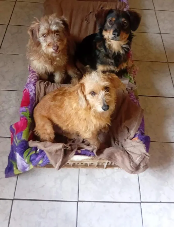 Cachorro raça SRD-ViraLata idade 3 anos nome Kiara