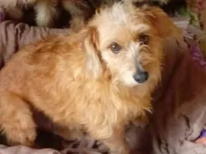 Cachorro raça SRD-ViraLata idade 3 anos nome Kiara