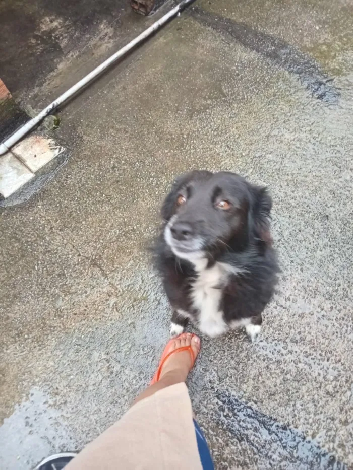 Cachorro raça SRD-ViraLata idade 5 anos nome Marley