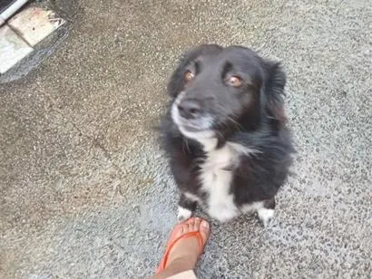 Cachorro raça SRD-ViraLata idade 5 anos nome Marley