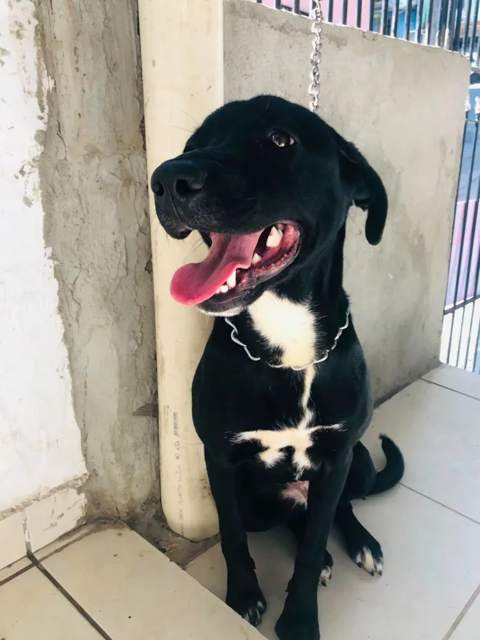Cachorro raça Pit-Bull idade 7 a 11 meses nome Pandora