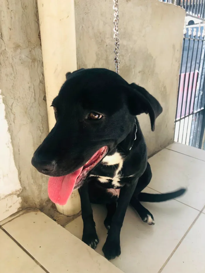 Cachorro raça Pit-Bull idade 7 a 11 meses nome Pandora
