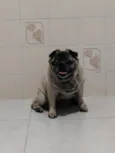 Tuti Pug 