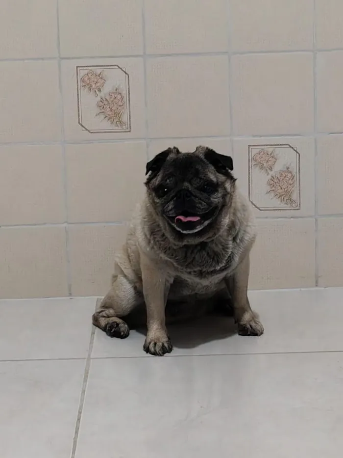 Cachorro raça SRD-ViraLata idade 6 ou mais anos nome Tuti Pug 