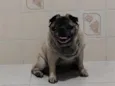 Tuti Pug 