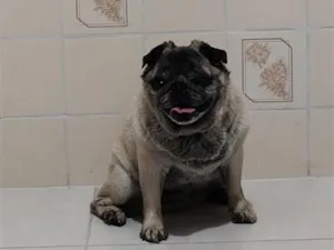 Cachorro raça SRD-ViraLata idade 6 ou mais anos nome Tuti Pug 