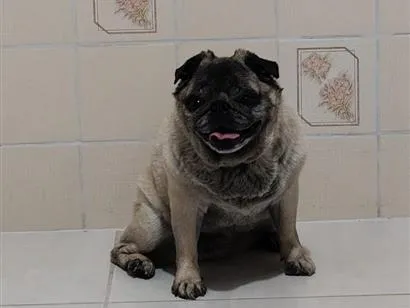 Cachorro raça SRD-ViraLata idade 6 ou mais anos nome Tuti Pug 