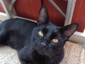 Gato raça SRD-ViraLata idade 2 anos nome Bruce