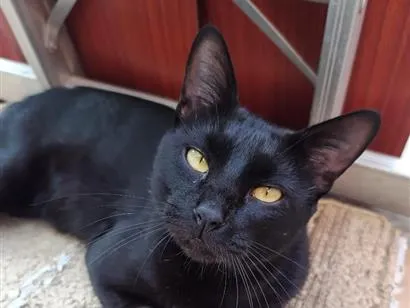 Gato raça SRD-ViraLata idade 2 anos nome Verso