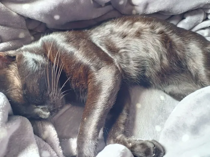 Gato raça SRD-ViraLata idade 2 anos nome Bruce