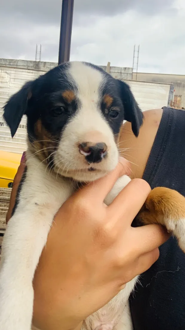 Cachorro raça SRD-ViraLata idade 2 a 6 meses nome Dudu