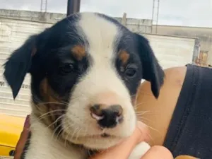 Cachorro raça SRD-ViraLata idade 2 a 6 meses nome Dudu