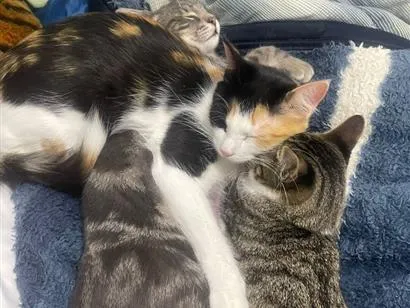 Gato raça SRD-ViraLata idade 2 anos nome Aurora, Mari e Fumacinha