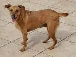 Cachorro raça SRD-ViraLata idade 2 anos nome Luara