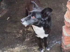 Cachorro raça SRD-ViraLata idade 5 anos nome Marley