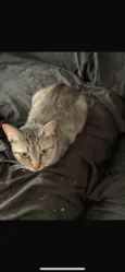 Aurora, Mari e Fumacinha