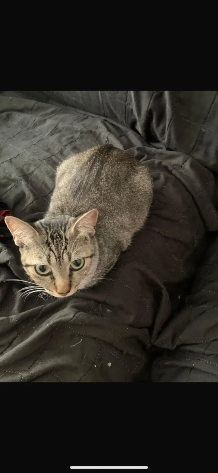 Gato raça SRD-ViraLata idade 2 anos nome Aurora, Mari e Fumacinha