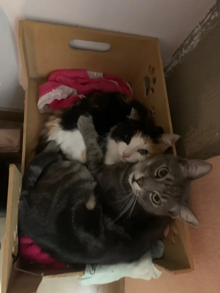 Gato raça SRD-ViraLata idade 2 anos nome Aurora, Mari e Fumacinha
