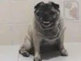Tuti Pug 