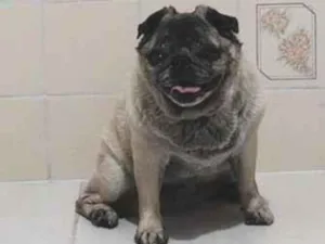 Cachorro raça SRD-ViraLata idade 6 ou mais anos nome Tuti Pug 