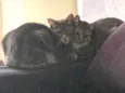 Aurora, Mari e Fumacinha