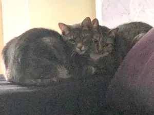 Gato raça SRD-ViraLata idade 2 anos nome Aurora, Mari e Fumacinha