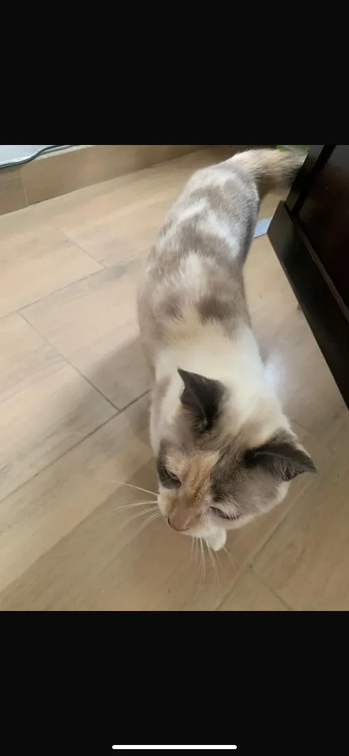 Gato raça SRD-ViraLata idade 2 anos nome Flora